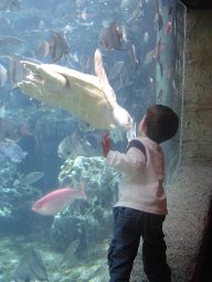 Riley and his turtle friend at the GA Aquarium